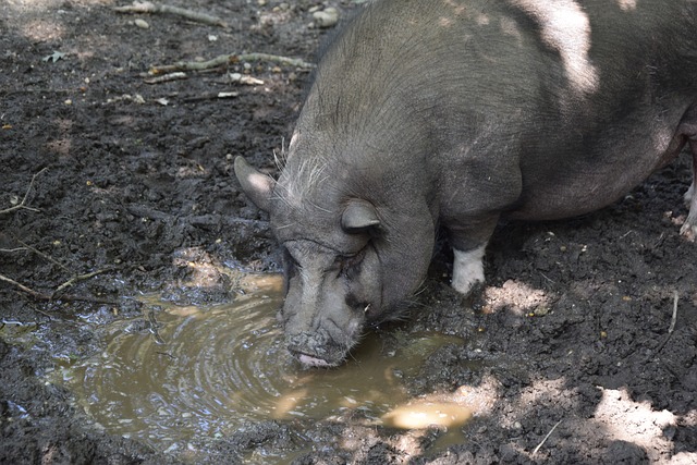 美记：字母哥加盟尼克斯有且仅有一条路，那就是他非纽约不去