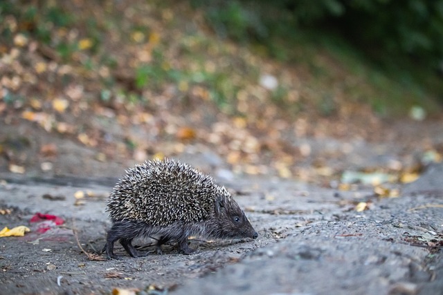 相信随着球 相信随着球